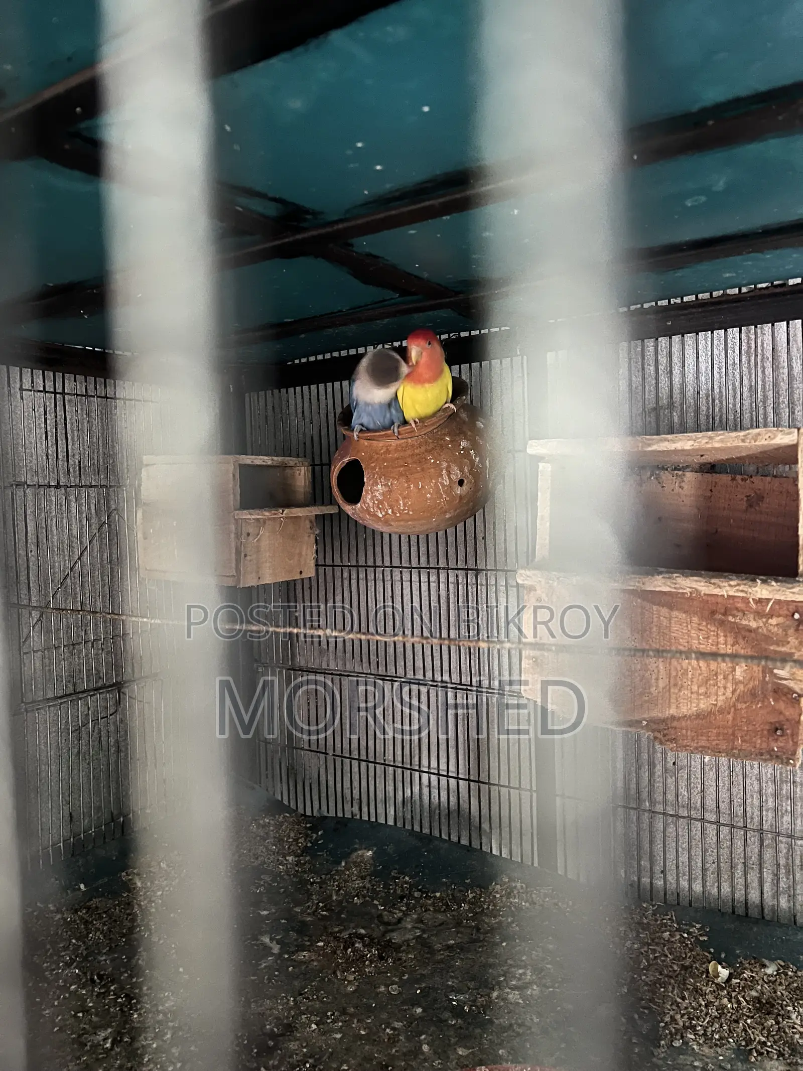 Love Bird Running Pair, Yellow is Male and Blue is Female