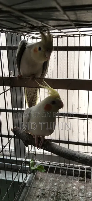 Some Cockatiel Birds for Sale
