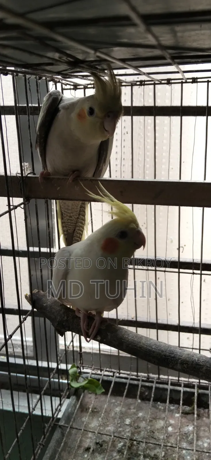 Some Cockatiel Birds for Sale