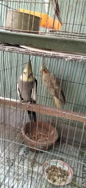 Some Cockatiel Birds for Sale