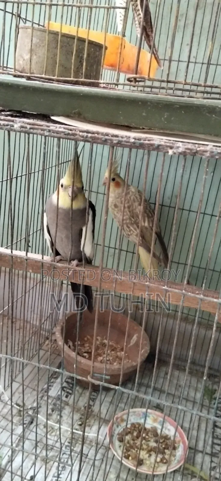 Some Cockatiel Birds for Sale