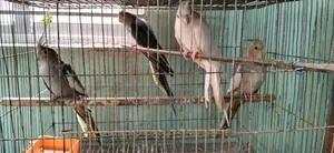Some Cockatiel Birds for Sale