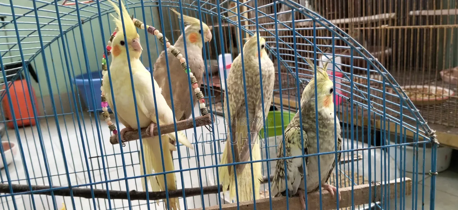 Some Cockatiel Birds for Sale