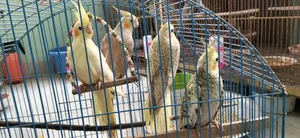 Some Cockatiel Birds for Sale