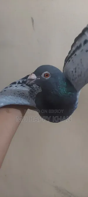 Makhsi Racing Male Pigeon for Sale.