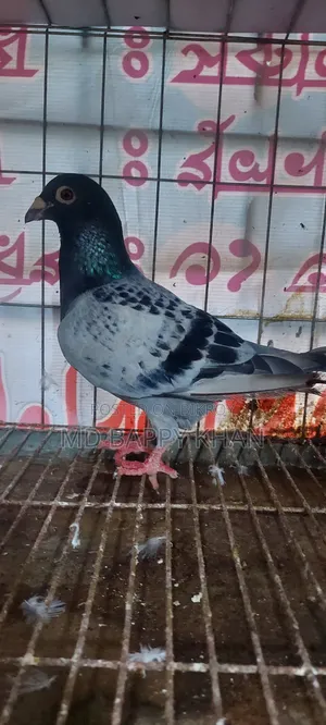 Makhsi Racing Male Pigeon for Sale.