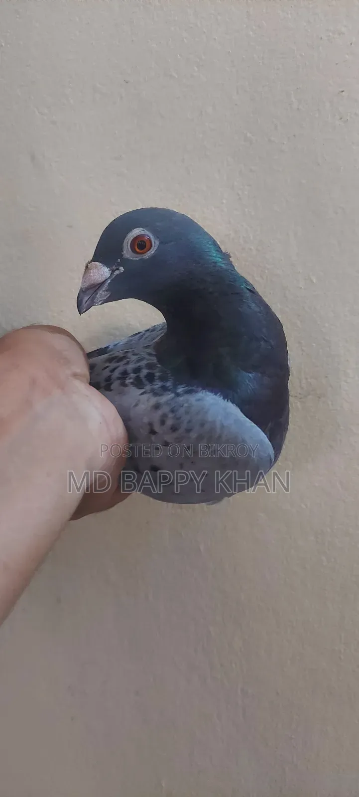 Makhsi Racing Male Pigeon for Sale.