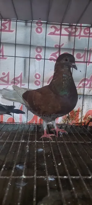 Makhsi Racing Male Pigeon for Sale.