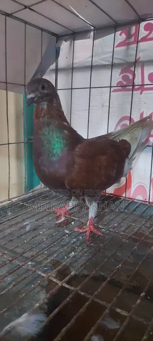 Makhsi Racing Male Pigeon for Sale.
