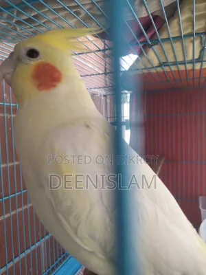 Attractive and healthy Lutino cockatiel bird for sale (6 months old)