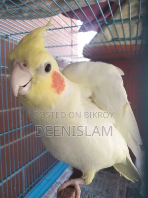 Attractive and healthy Lutino cockatiel bird for sale (6 months old)
