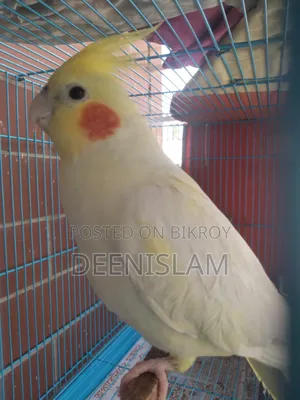 Attractive and healthy Lutino cockatiel bird for sale (6 months old)