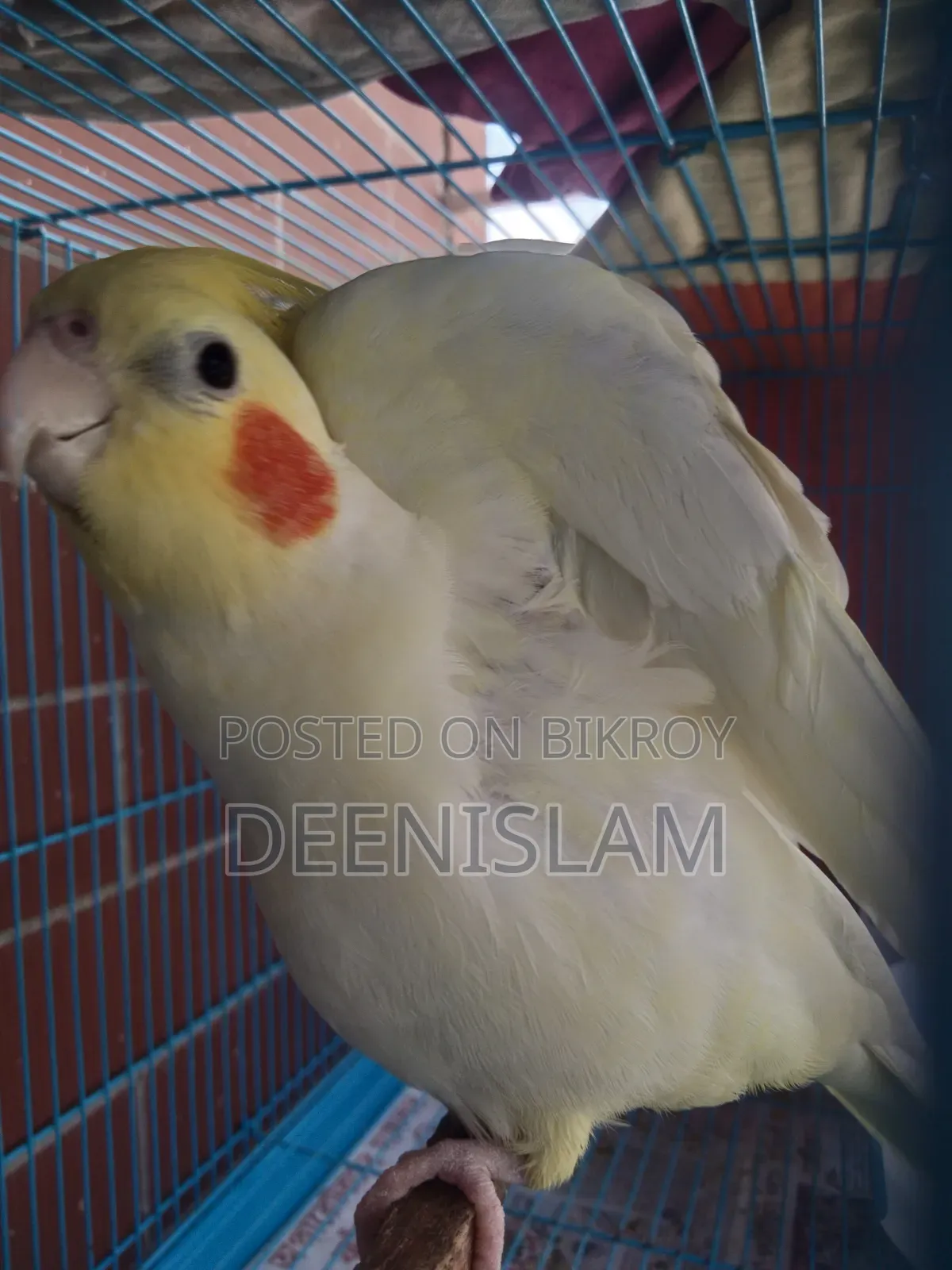 Attractive and healthy Lutino cockatiel bird for sale (6 months old)