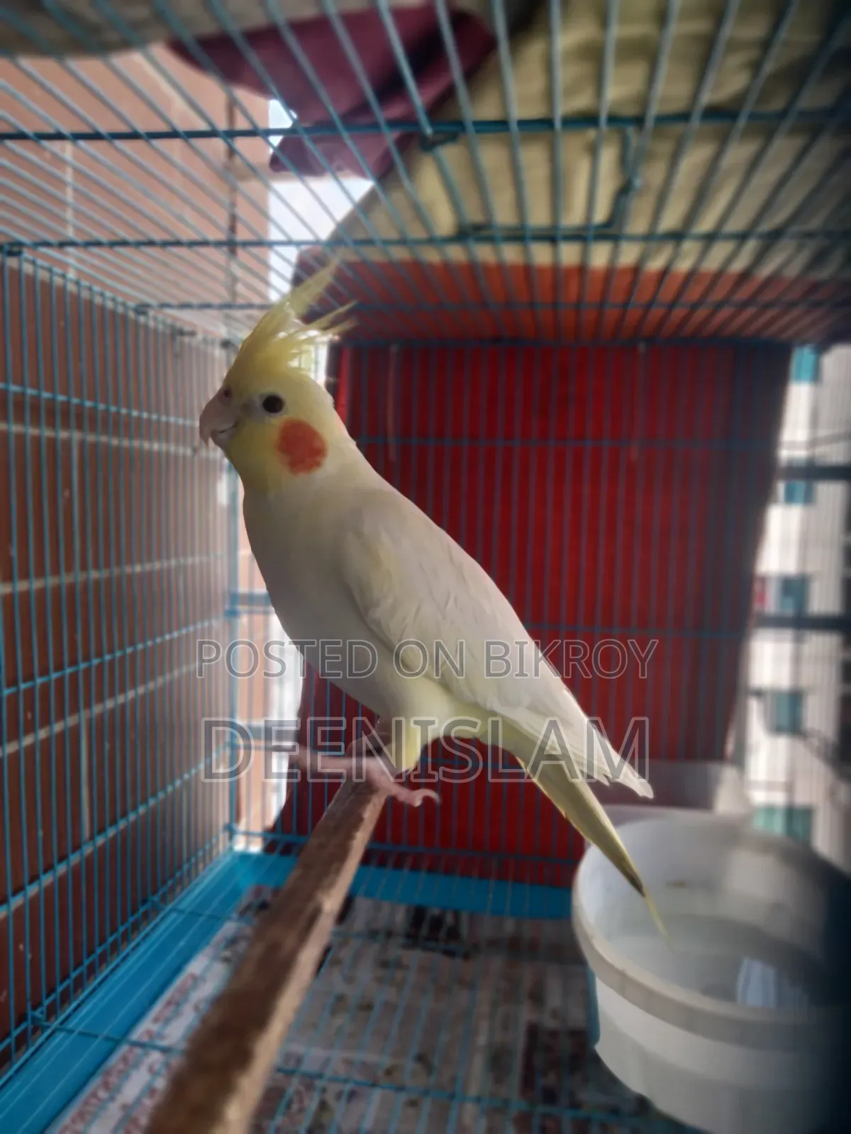 Attractive and healthy Lutino cockatiel bird for sale (6 months old)