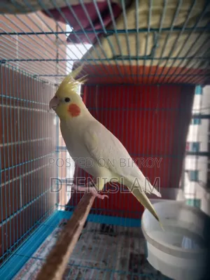 Attractive and healthy Lutino cockatiel bird for sale (6 months old)