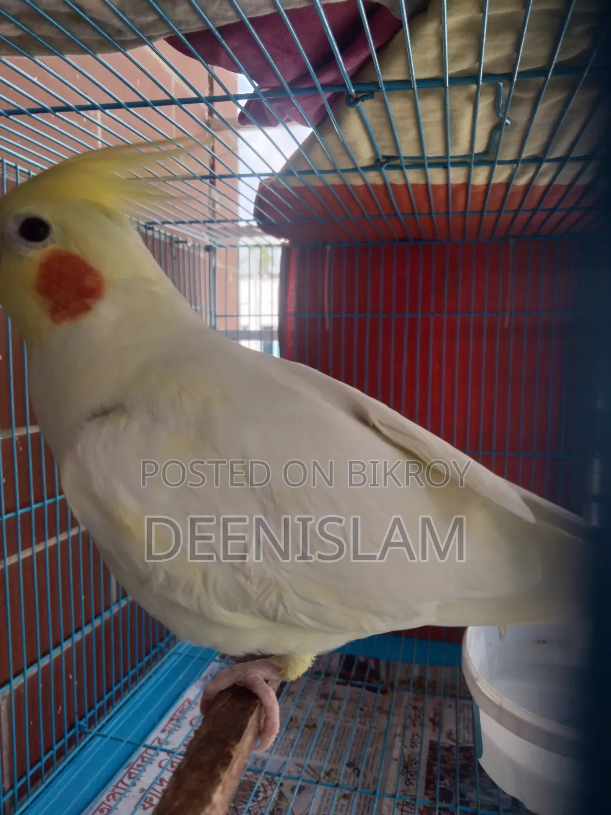 Attractive and healthy Lutino cockatiel bird for sale (6 months old)