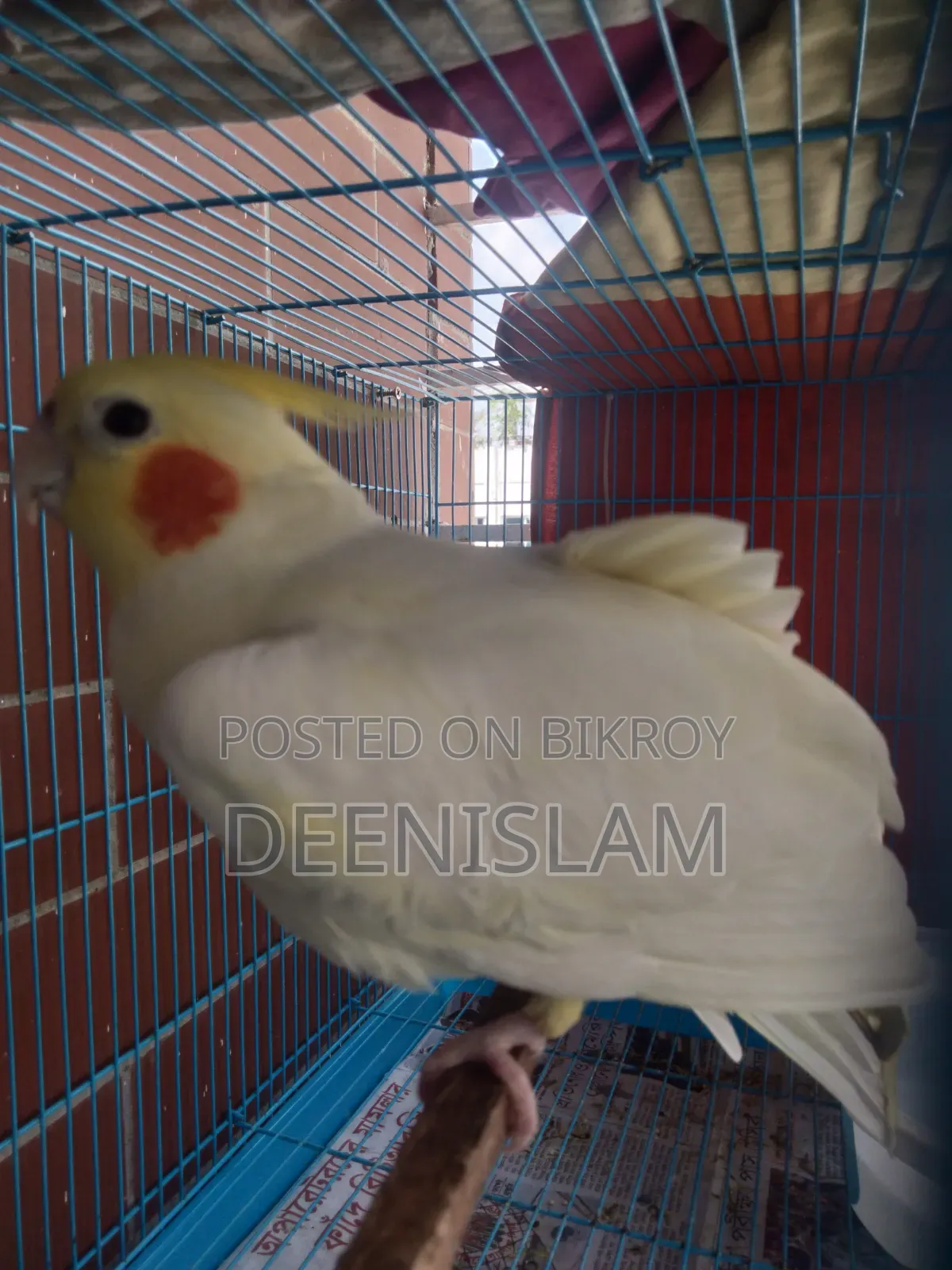 Attractive and healthy Lutino cockatiel bird for sale (6 months old)