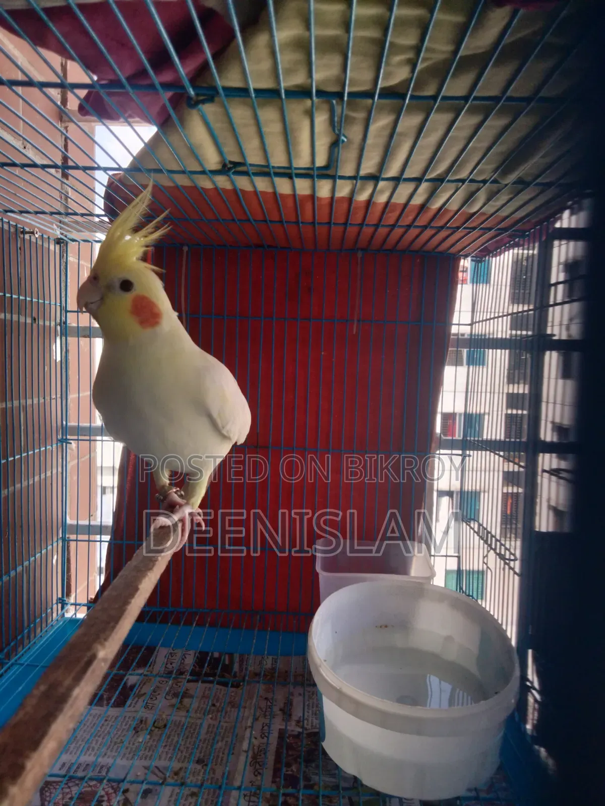Attractive and healthy Lutino cockatiel bird for sale (6 months old)