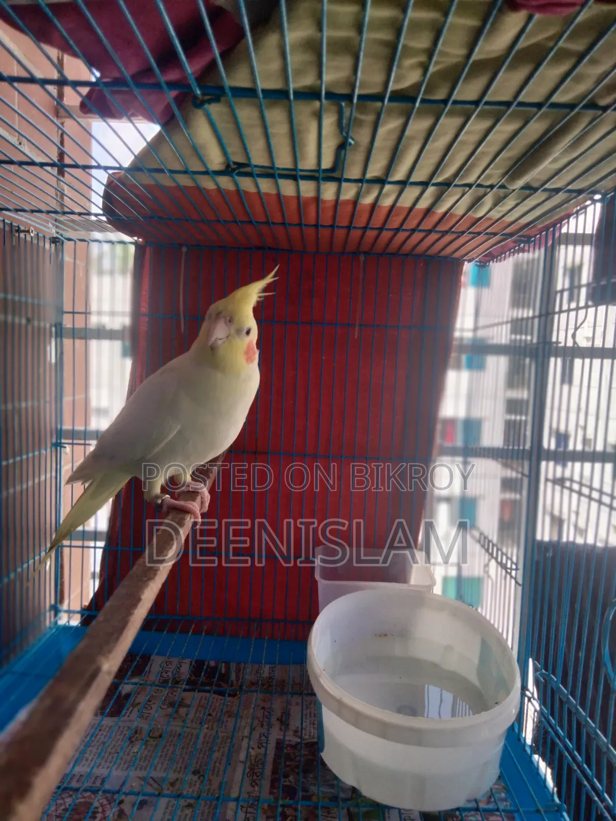 Attractive and healthy Lutino cockatiel bird for sale (6 months old)