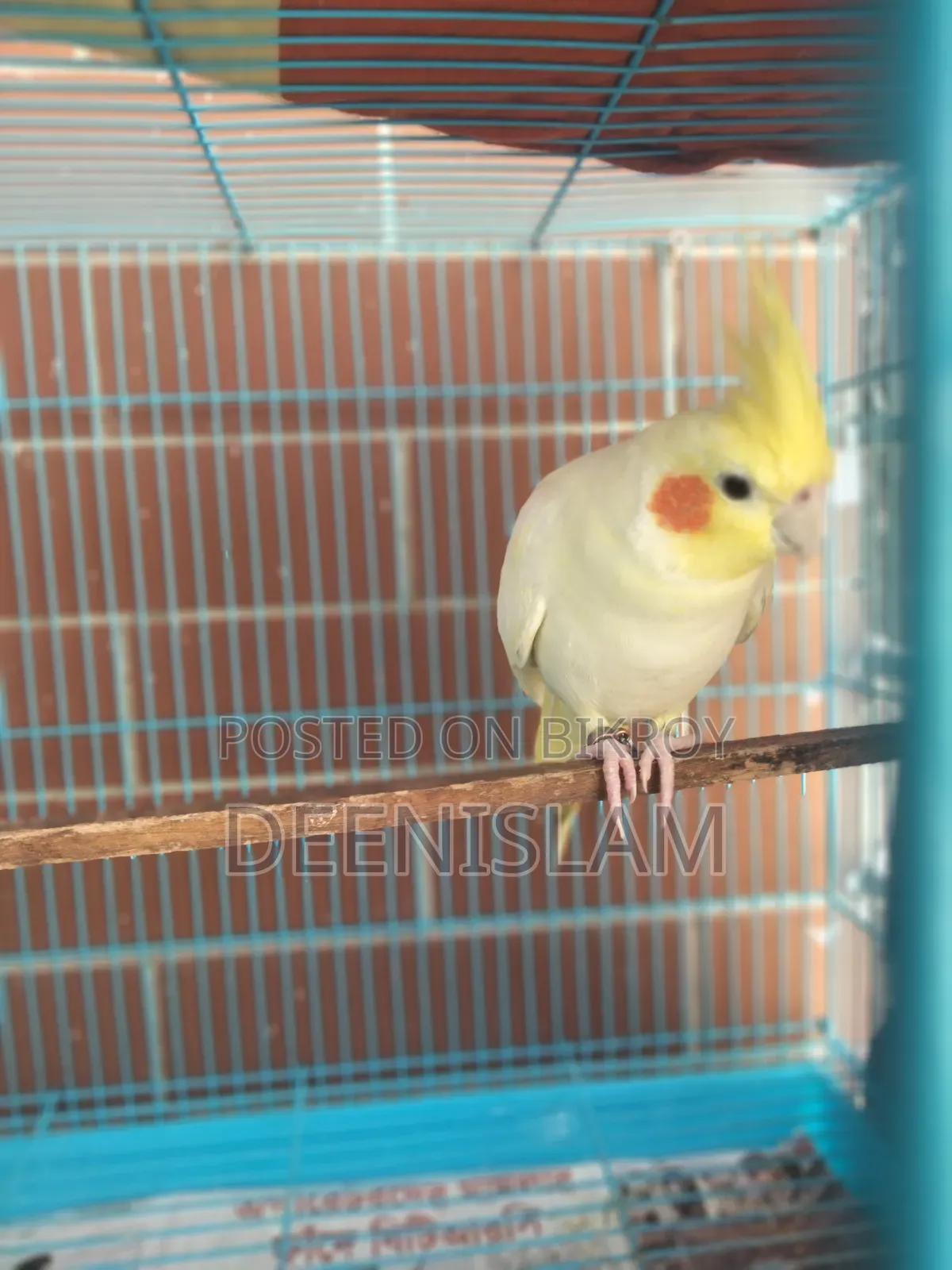 Attractive and healthy Lutino cockatiel bird for sale (6 months old)