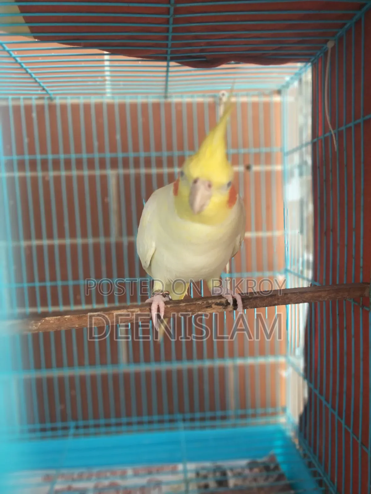 Attractive and healthy Lutino cockatiel bird for sale (6 months old)