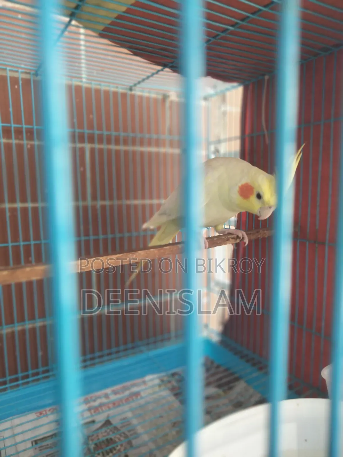Attractive and healthy Lutino cockatiel bird for sale (6 months old)