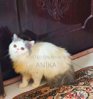৬-১২ মাস বয়সী পুরুষ পিউর্ব্রেড এক্সোটিক