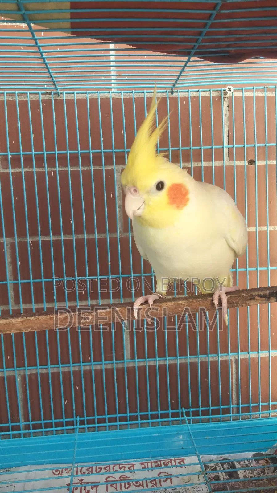 Attractive and healthy Lutino cockatiel bird for sale (6 months old)