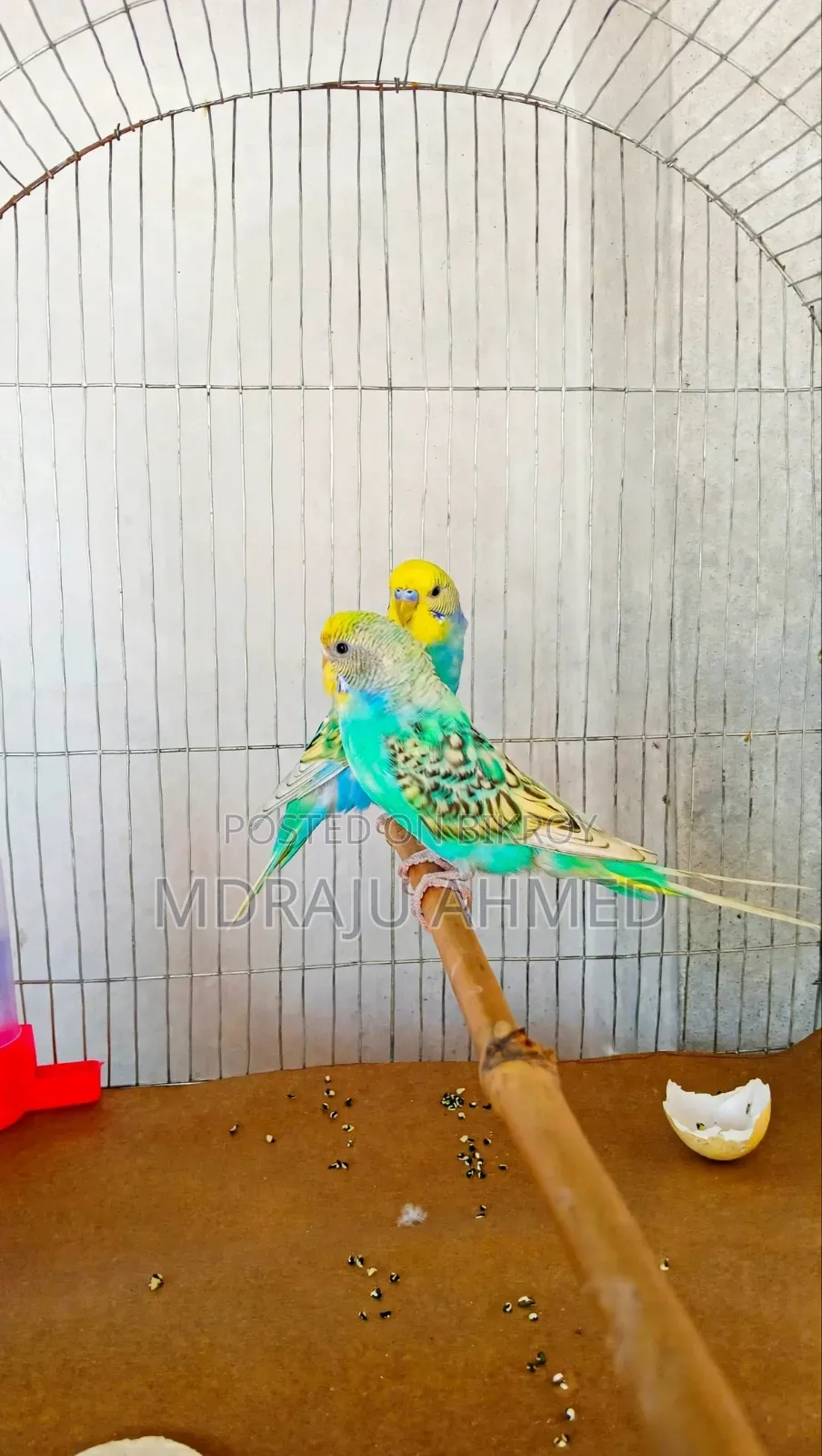 Eye-catching Rainbow Spangle Pair