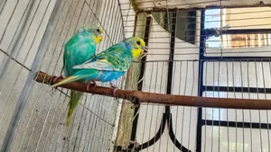 Eye-catching Rainbow Spangle Pair