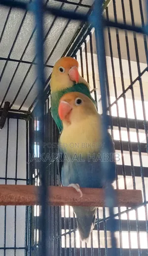 Blue Opaline Lovebird