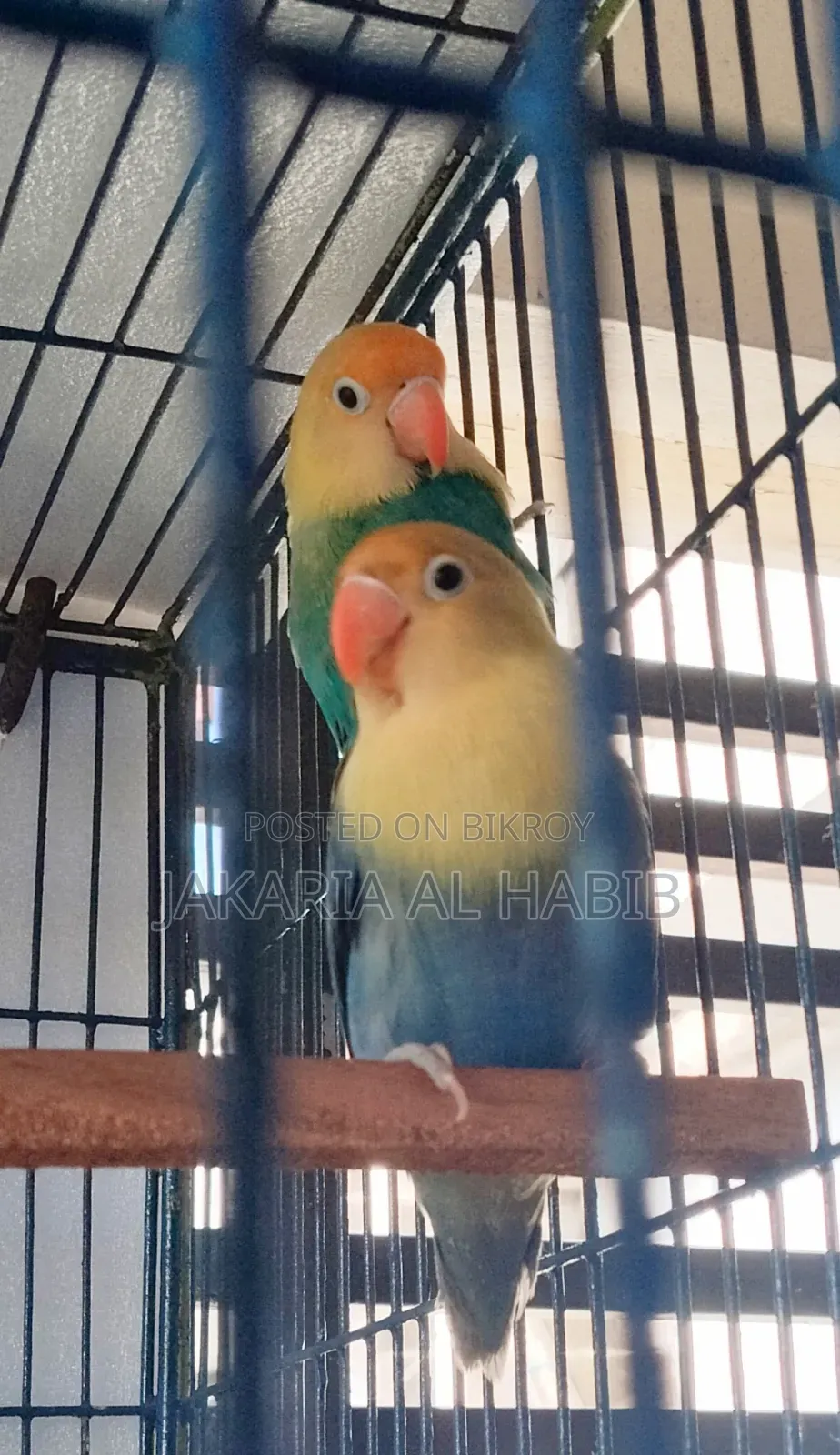 Blue Opaline Lovebird