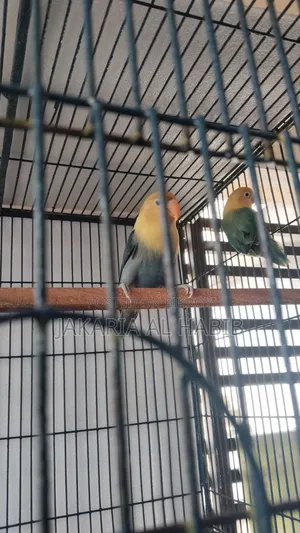 Blue Opaline Lovebird