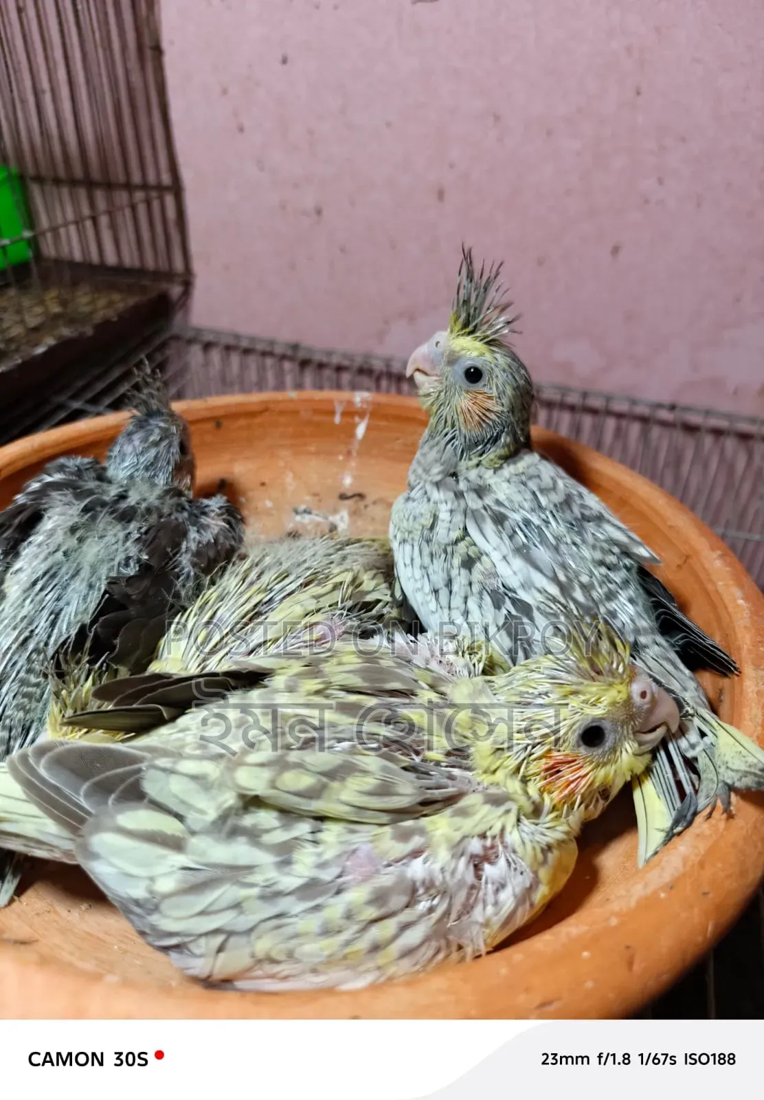 Cockatiel Tamed Size Baby