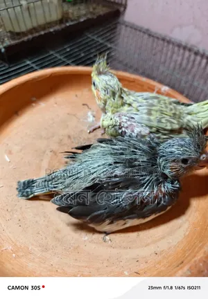 Cockatiel Tamed Size Baby