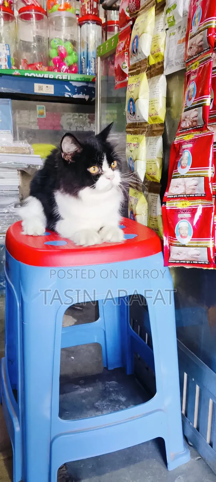৩-৬ মাসের পুরুষ পিওরব্রেড পার্সিয়ান