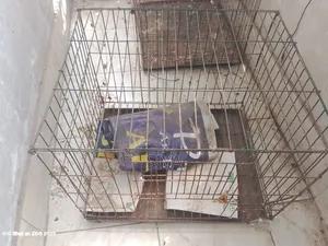 Bird Cage for Sale