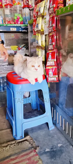 ৩ থেকে ৬ মাস বয়সী পুরুষ বিশুদ্ধ পার্সিয়ান