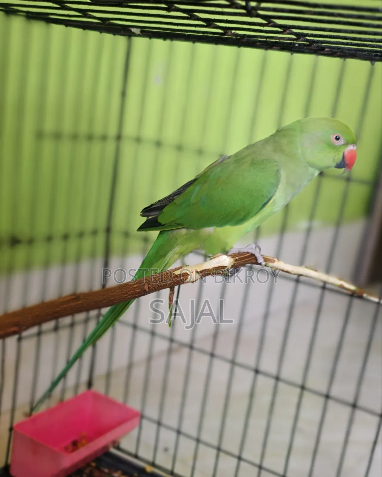 Talking Parrot