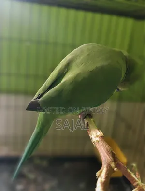 Talking Parrot