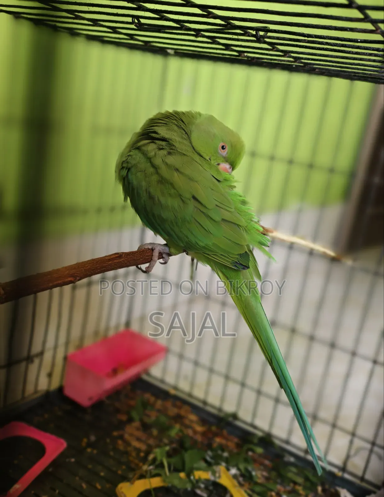 Talking Parrot
