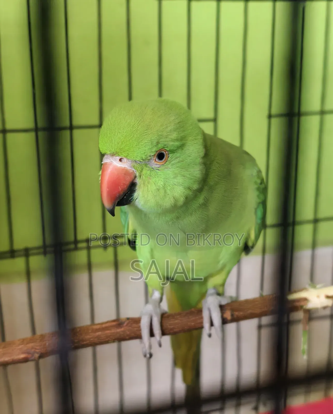 Talking Parrot