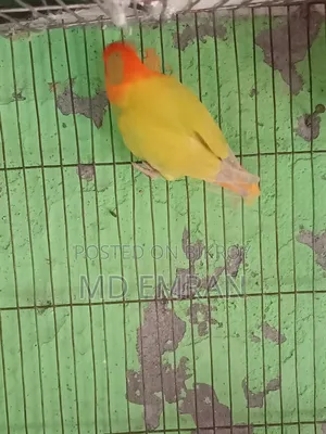Lutino Orange Head Opaline Male Bird for Sale
