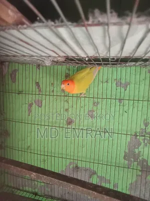 Lutino Orange Head Opaline Male Bird for Sale