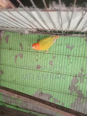 Lutino Orange Head Opaline Male Bird for Sale