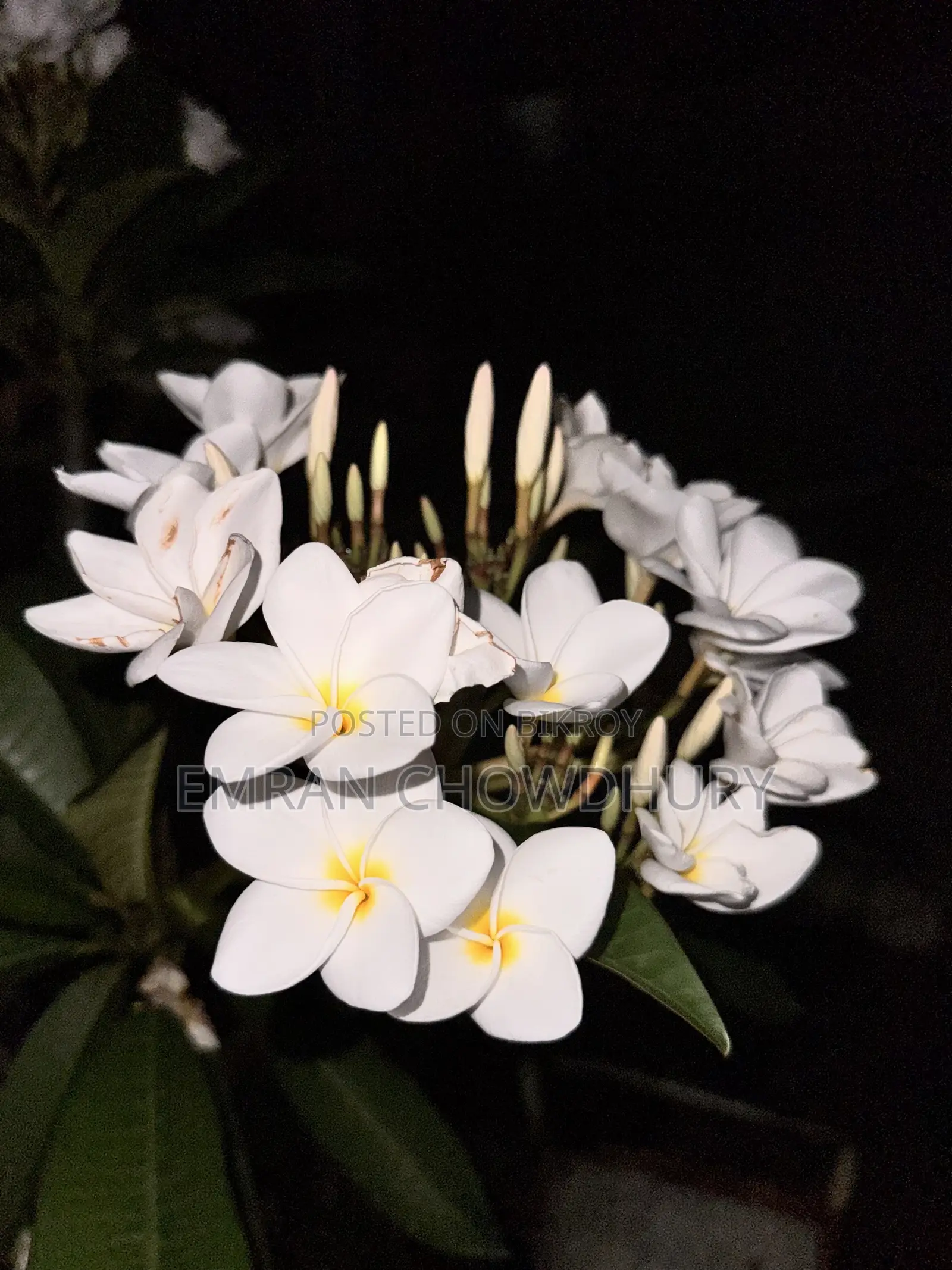 Frangipani Tree Large with Flowers Kathgolap