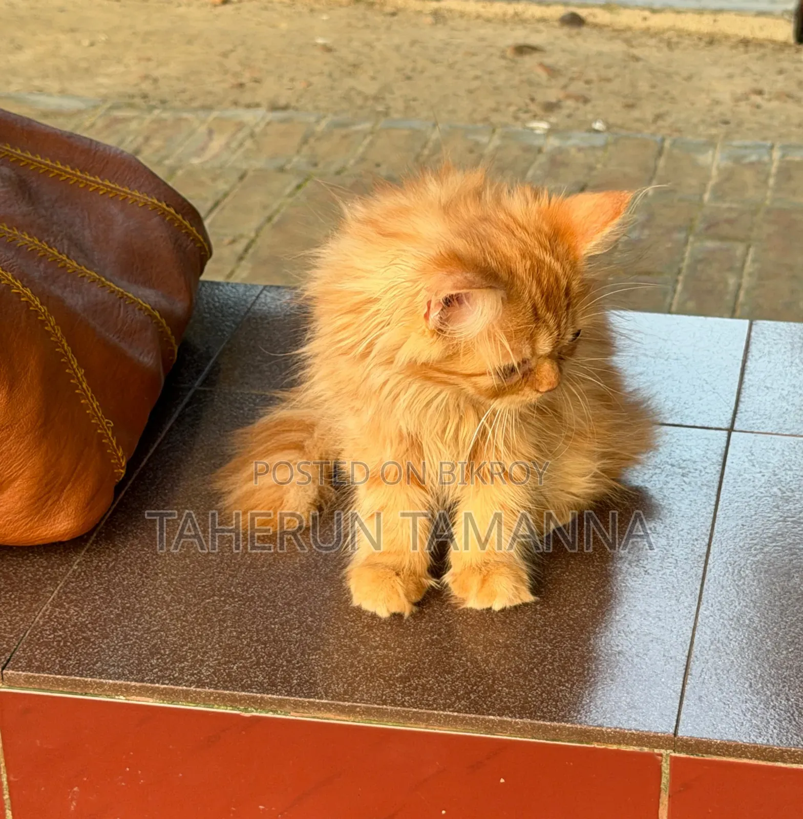 ১-৩ মাসের স্ত্রী খাঁটি পার্সিয়ান