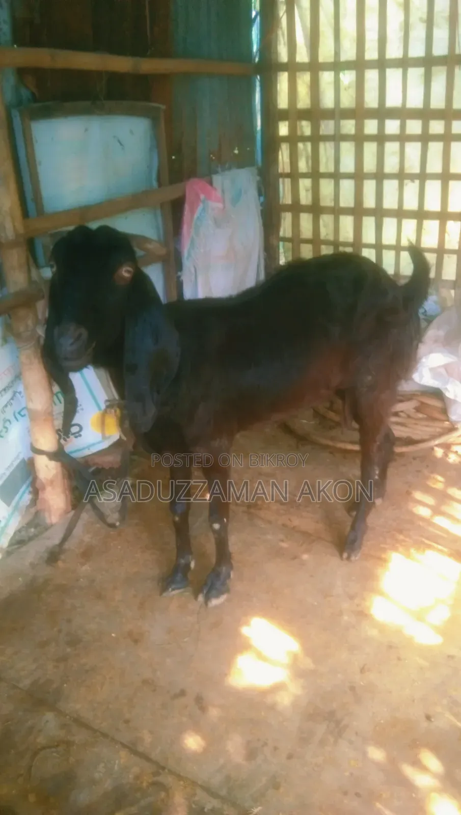 A Haryana Cross Goat for Sale