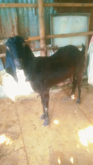 A Haryana Cross Goat for Sale