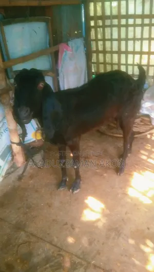 A Haryana Cross Goat for Sale